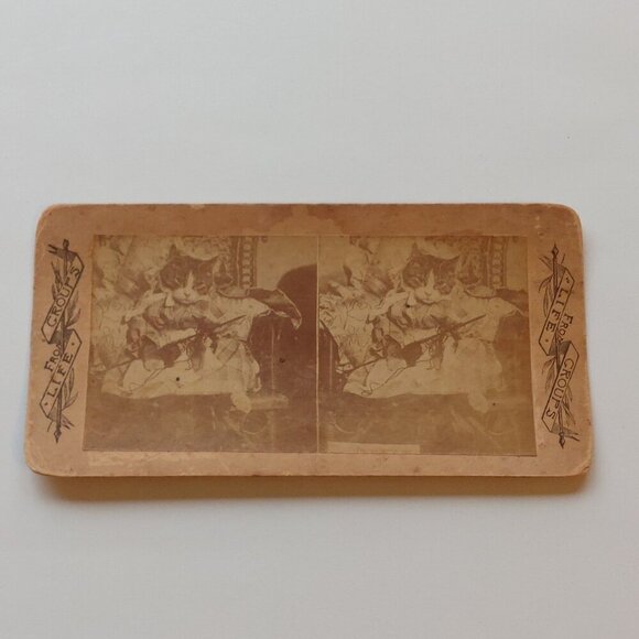 Stereograph Other - ANTIQUE Stereograph Card Victorian CAT From LIFE GROUPS
